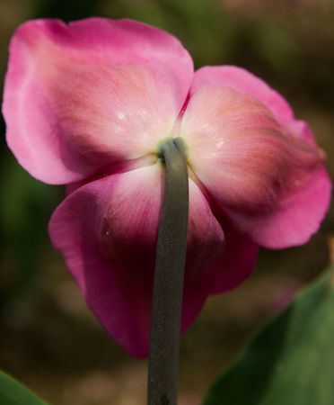 the back of a pink flowerの写真素材