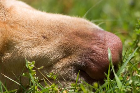 a dog's noseの写真素材