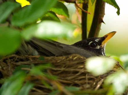 A Robin sitting on eggs in her nestの写真素材