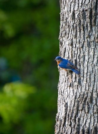 A Bluebird perched on the side of an oak treeの写真素材