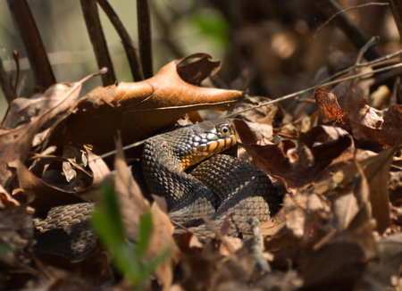 Yellow-Bellied Water Snake nestled amongst leaves.