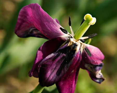 a pretty purple flowerの写真素材