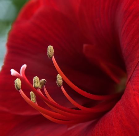 An Amaryllis flower.の写真素材