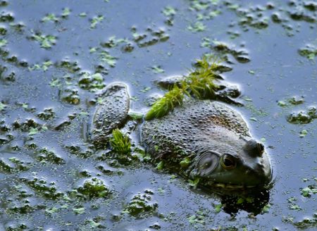 a Bullfrog in still waterの写真素材