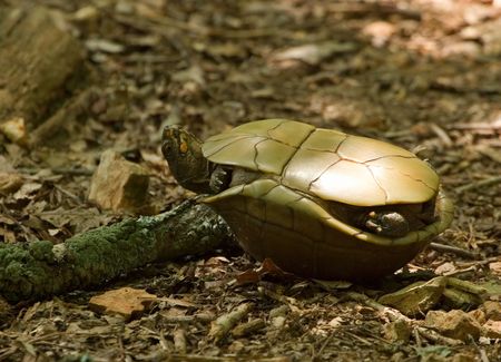 a Helpless Turtle on its back.の写真素材