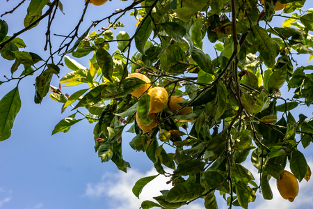 Lemon tree, a branch rich in green leaves and in large and yellow lemons.の写真素材