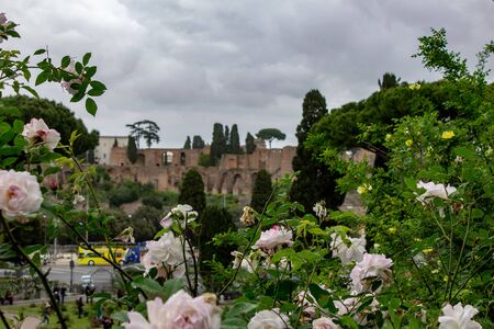 Rome, Italy, April 28, 2019. A splendid garden full of roses, of different color, shape. Each rose comes from a different country. In particular red rose just blossomed.の写真素材