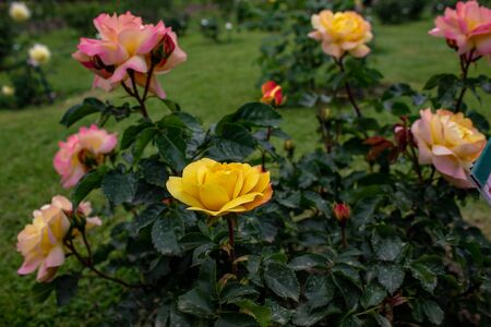 Rome, Italy, April 28, 2019. A splendid garden full of roses, of different color, shape. Each rose comes from a different country. In particular red rose just blossomed.の写真素材