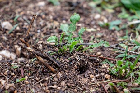 Rome, March 10, 2019. An anthill is visible in the villa, you can see the ants working.の写真素材