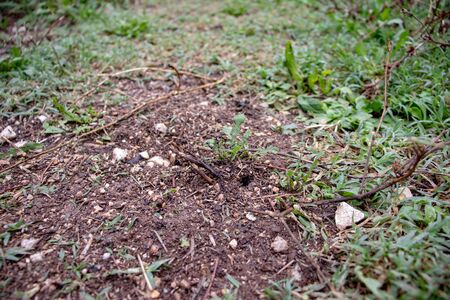 Rome, March 10, 2019. An anthill is visible in the villa, you can see the ants working.の写真素材