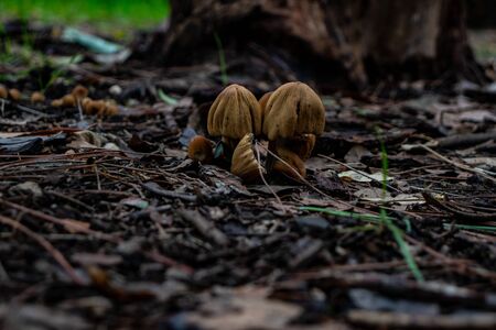 Rome, A small group of mushrooms appears among the trees in the woods.の写真素材