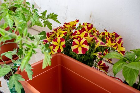 Some plants with wide leaves planted in a big brown pot - perfect for backgroundの写真素材