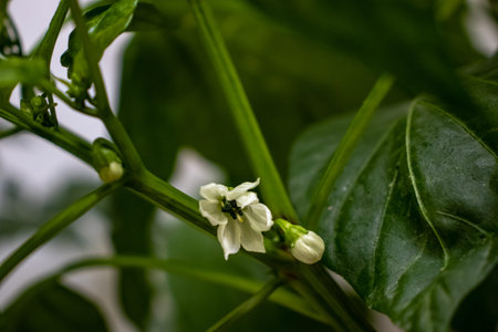 In a small indoor plant, the small white flower buds of the chillies sprout.