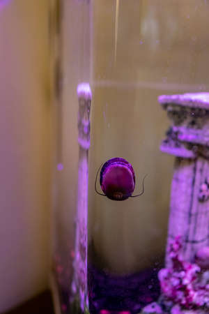 In an aquarium, the snail attached to the glass shows its underside.の写真素材