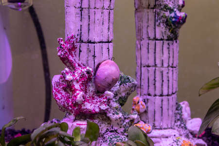 In an aquarium, the snail attached to the glass shows its underside.の写真素材