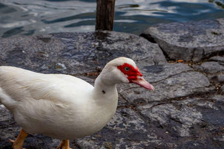 On the shores of the lake a white goose looks for food.の写真素材