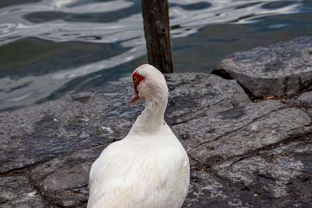 On the shores of the lake a white goose looks for food.の写真素材