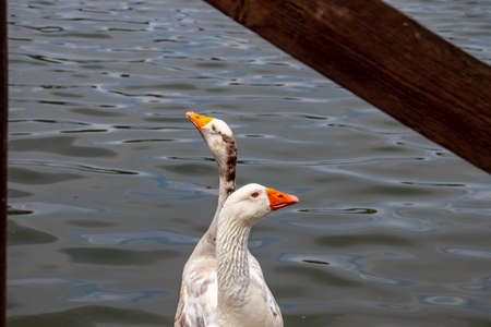 On the shores of the lake, a goose shows its beak with sharp teeth.の写真素材