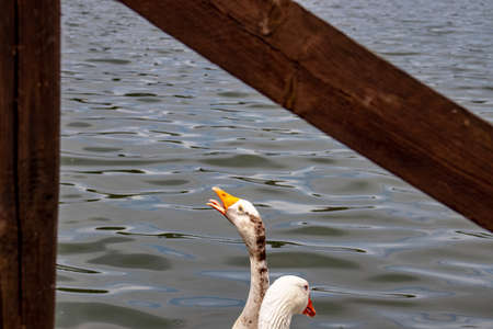 On the shores of the lake, a goose shows its beak with sharp teeth.の写真素材