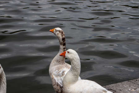On the shores of the lake, a goose shows its beak with sharp teeth.の写真素材