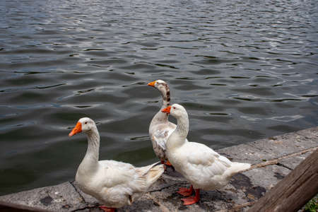 On the shores of the lake, a goose shows its beak with sharp teeth.の写真素材