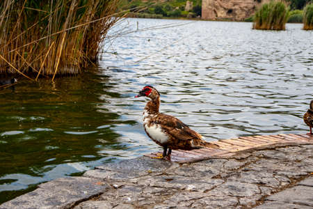 A duck on the shore of the lake scratches itself and looks at the horizon.の写真素材