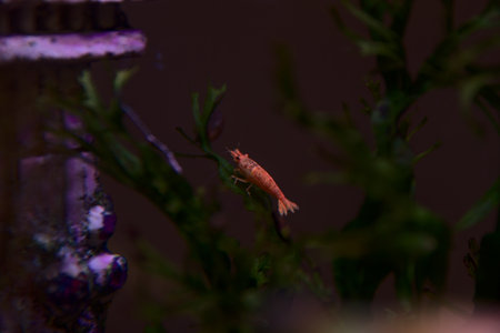 In an aquarium, a small shrimp swims and climbs the plants.の写真素材