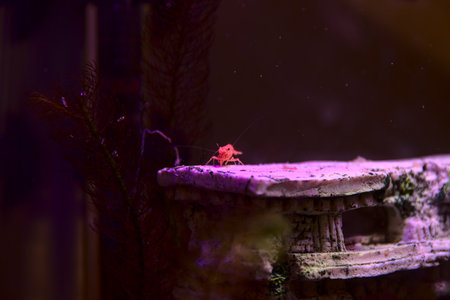 In an aquarium, a small shrimp swims and climbs the plants.の写真素材