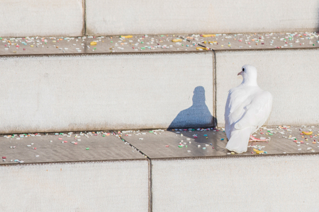 A symbol of peace and love, white dove on the stairs.の写真素材