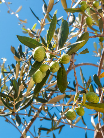 closeup of olives and olive tree with leaves on a background of blue sky and sea in a beautiful summer dayの写真素材
