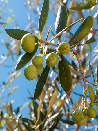 closeup of olives and olive tree with leaves on a background of blue sky and sea in a beautiful summer dayの写真素材