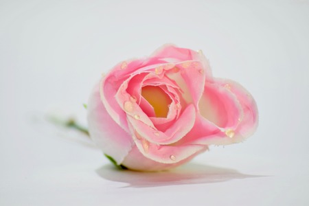 Close-Up Of Pink Roseの写真素材