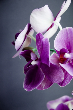 Violet orchid on a dark grey backgroundの写真素材