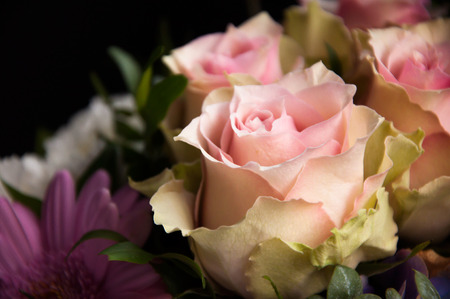 Delicate pink roses closeup with a focus on one flower on a black and other flowers  backgroundの写真素材