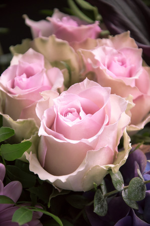 Delicate pink roses closeup with a focus on one flowerの写真素材