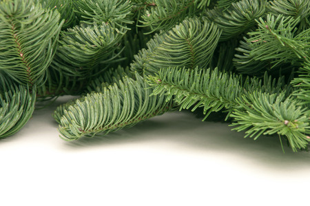 green fir-tree twigs on a white backgroundの写真素材