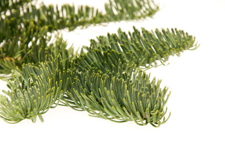 green fir-tree twigs on a white backgroundの写真素材