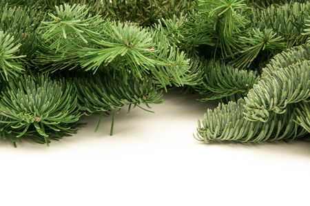 green fir-tree twigs on a white backgroundの写真素材