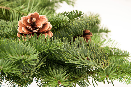 green fir-tree twigs with cones on a white backgroundの写真素材