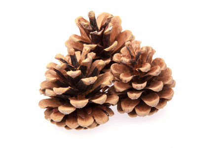 three Isolated cones on a white background closeupの写真素材