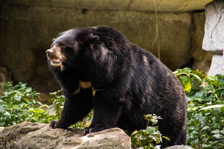 Asian black bearの写真素材