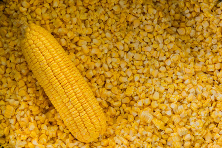A corn cob on corn kernels background