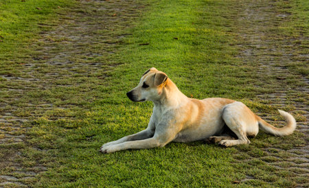 A dog laying down on the grass floorの写真素材