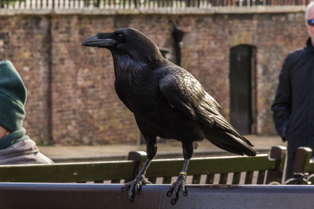 Raven of the Tower of Londonの写真素材