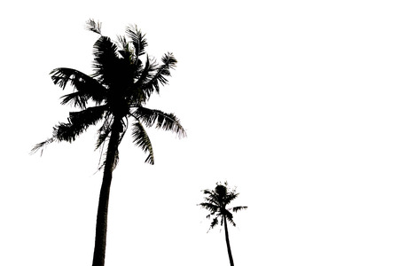 Silhoulette of palm tree on white backgroundの写真素材