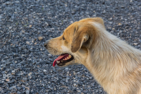 Head of white and brown dog showing tounge and canine with the gravel backgroundの写真素材