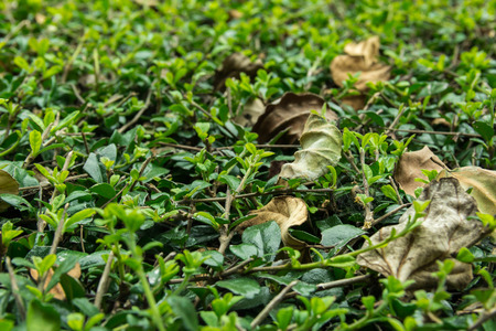 Close-up yellow dried leaves on green bushの写真素材