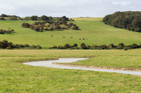 View of pasture landscape with herd of grazing cow and river in the countrysideの写真素材