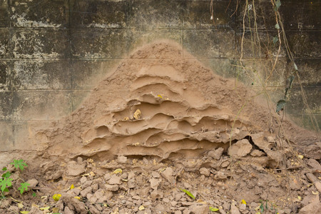 Termite nest mound made by soil on the concrete wallの写真素材