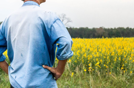Back of Asian male farmer in blue shirt with arms akimbo looking field of yellow flower, agriculture conceptの写真素材